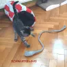 Topo di feltro giocattolo per gatti grigio