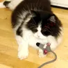 Marque-page Souris feutre, Jouet pour chat feutre, Superbe petit cadeau