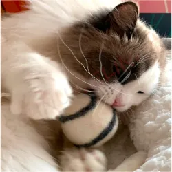 Boule de feutre pour chats Menthe Depot, Boules de feutre pour chats