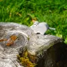 Holz Maus in grau, Holztiger Maus, weise Maus Holzfigur Tiere