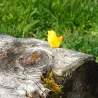 Wooden chicken biddy, toddler wood toy, wooden animals