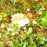 Holz Igel, Holzigel, Holztiger Igel klein, kleiner Igel Holzfigur Tier