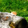 Holz Igel, Holzigel, Holztiger Igel klein, kleiner Igel Holzfigur Tier