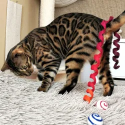 Jouets pour chats, ficelle pour chat en feutre, feutre pour chats