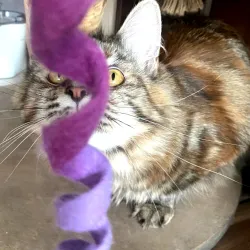 Jouets pour chats, ficelle pour chat en feutre, feutre pour chats