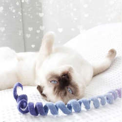 Filzspiralen Katzenspielzeug Filzlocken