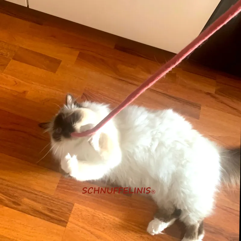 Giocattolo per gatti spirale KiMo in feltro, i gatti amano il feltro Giocattolo per gatti spirale KiMo in feltro, i gatti amano il feltro