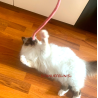 Katzenspielzeug Snaky Filz Schlange 1