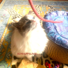 Cat toy felt cords KiMo 1