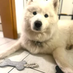 feutre pour chiens, Porte-clés Os en feutre, Porte-clés Os XL de chien