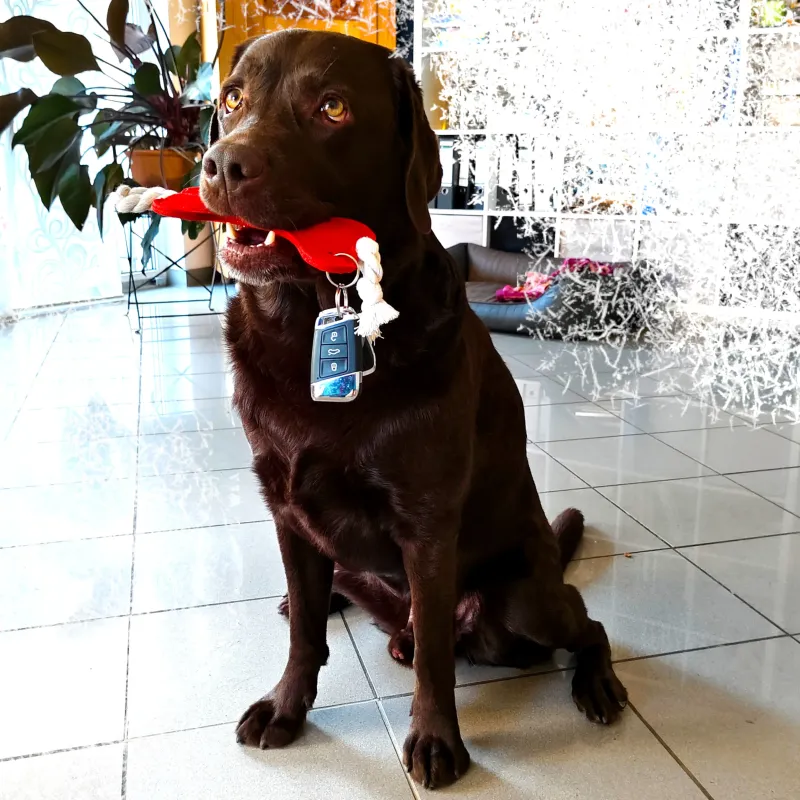 feutre pour chiens, Porte-clés Os en feutre, Porte-clés Os XL de chien