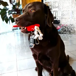 feutre pour chiens, Porte-clés Os en feutre, Porte-clés Os XL de chien