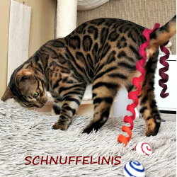 Cat toy white felt curl