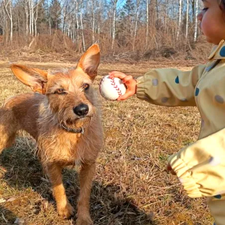 Palline di feltro Baseball Original , palline in feltro per cani