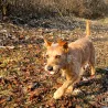 Palline di feltro Baseball Original , palline in feltro per cani