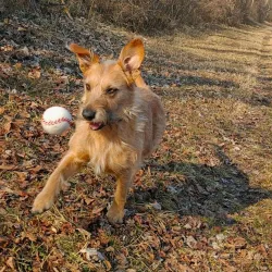 Baseball Original balles de feutre de 7,4cm, Balles en feutre chiens