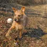 Filzkugeln Sport, Apportier Bälle Hund, Katzen Spielball, Basketball