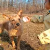 Filzkugeln Sport, Apportier Bälle Hund, Katzen Spielball, Basketball