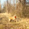 Filzkugeln Sport, Apportier Bälle Hund, KinderSpielball Basketball