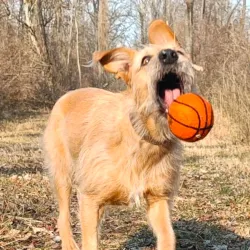 Set de 5 balles sport en feutre chiens à rapporter, jouet pour chiens