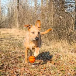 Set de 5 balles sport en feutre chiens à rapporter, jouet pour chiens