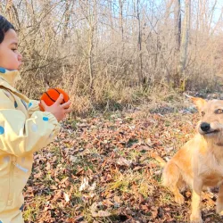 Palline di feltro per cani da recuperare, palline in feltro per cani