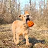 Set de 5 balles sport en feutre chiens à rapporter, jouet pour chiens