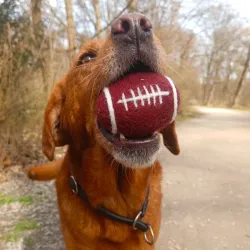 Palline in feltro per gatti, bambini e cani XL, Palline sportive