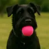 Retrieving felt ball for dogs, dog toy washable quality from Stuttgart