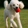 Retrieving felt ball for dogs, dog toy washable quality from Stuttgart