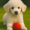 Retrieving felt ball for dogs, dog toy washable quality from Stuttgart
