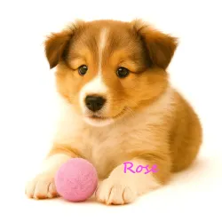 Retrieving felt ball for dogs, dog toy washable quality from Stuttgart