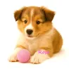 Balles de feutre pour chiens, laine de feutre chien joue