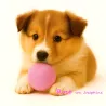 Retrieving felt ball for dogs, dog toy washable quality from Stuttgart