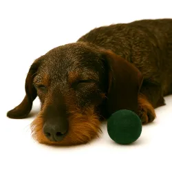 Retrieving felt ball for dogs, dog toy washable quality from Stuttgart
