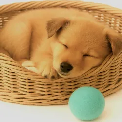 Retrieving felt ball for dogs, dog toy washable quality from Stuttgart