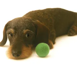 Retrieving felt ball for dogs, dog toy washable quality from Stuttgart