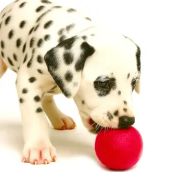 Balles de feutre pour chiens, laine de feutre chien joue