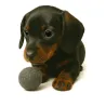 Balles de feutre pour chiens, laine de feutre chien joue