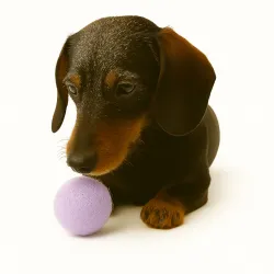 Palle di feltro per cani, feltro di lana cani, feltro per cani