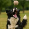 Retrieving felt ball for dogs, dog toy washable quality from Stuttgart