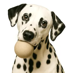 Retrieving felt ball for dogs, dog toy washable quality from Stuttgart