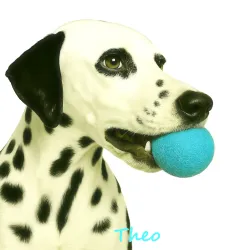 Retrieving felt ball for dogs, dog toy washable quality from Stuttgart