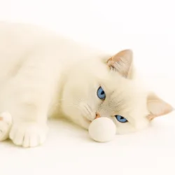 Cat toy balls 4cm felt balls, cats toy washable quality from Stuttgart