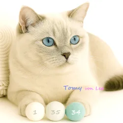 Balles de jouets pour chats, 4cm Balles de feutre chat avec odeur