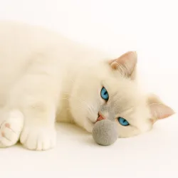 nostre palline di feltro deliziano i gatti con il loro profumo naturale