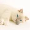 Cat toy balls 4cm felt balls, cats toy washable quality from Stuttgart