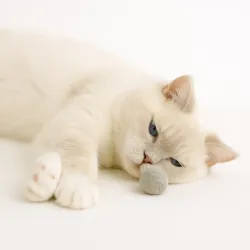 Balles de jouets pour chats, 4cm Balles de feutre chat avec odeur