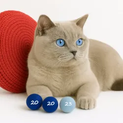 Balles de jouets pour chats, 4cm Balles de feutre chat avec odeur