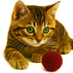 Cat toy balls 4cm felt balls, cats toy washable quality from Stuttgart